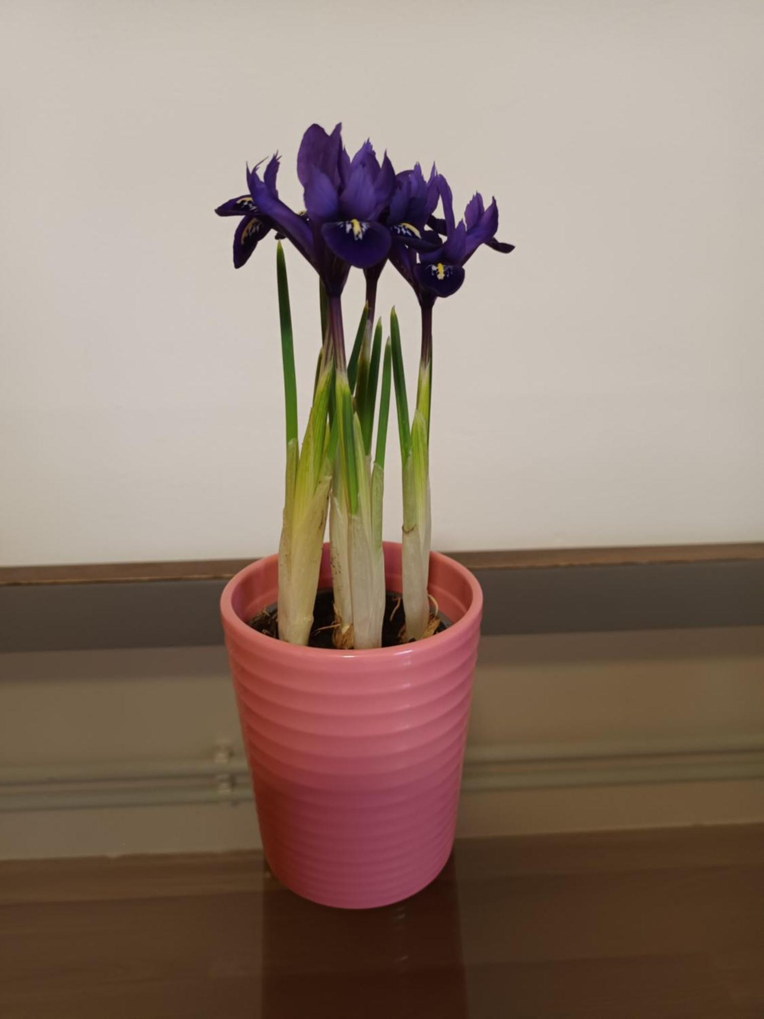 Apartmán Keknefelejcs Vendeghaz Tapolca Exteriér fotografie