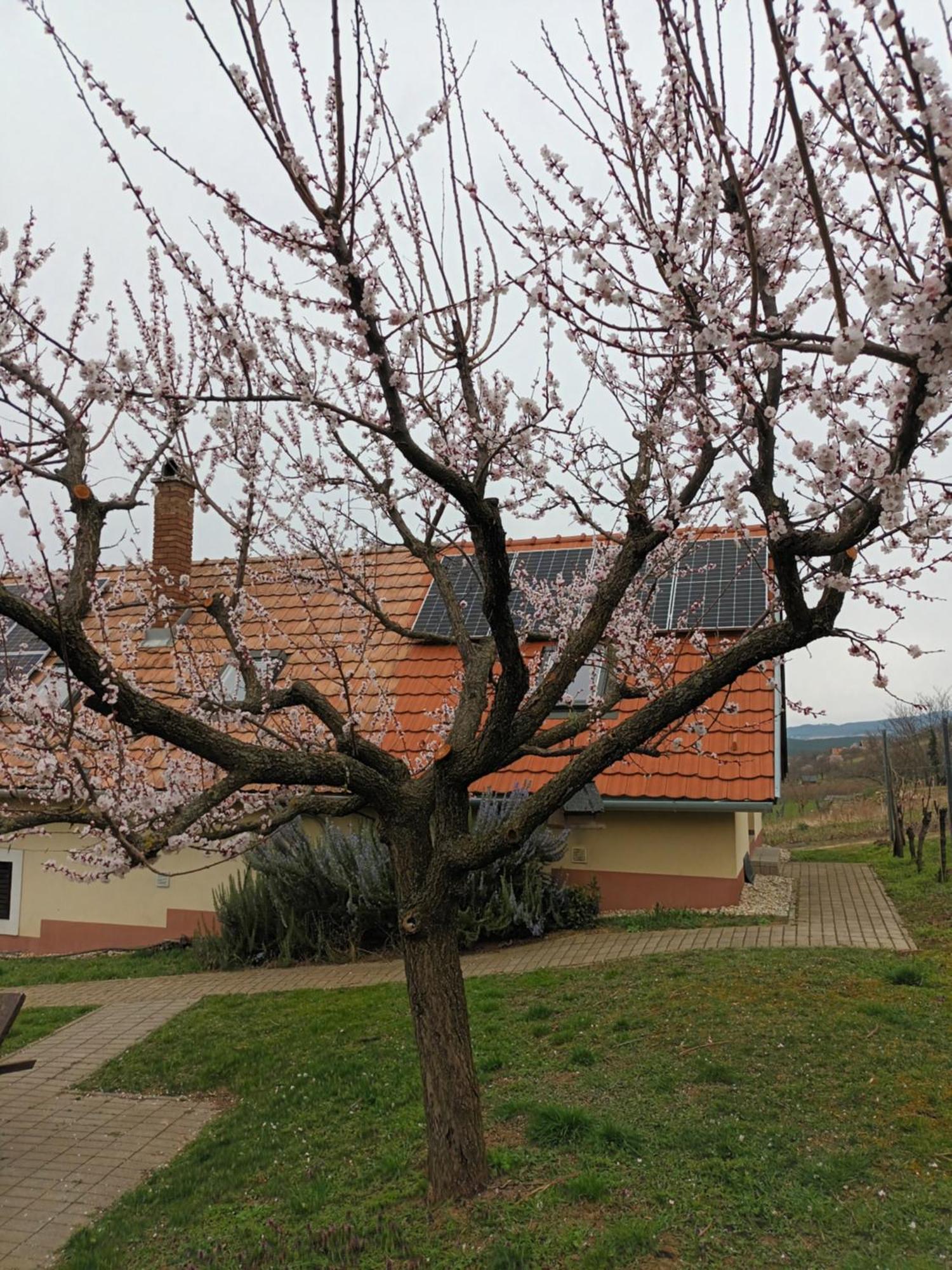 Apartmán Keknefelejcs Vendeghaz Tapolca Exteriér fotografie